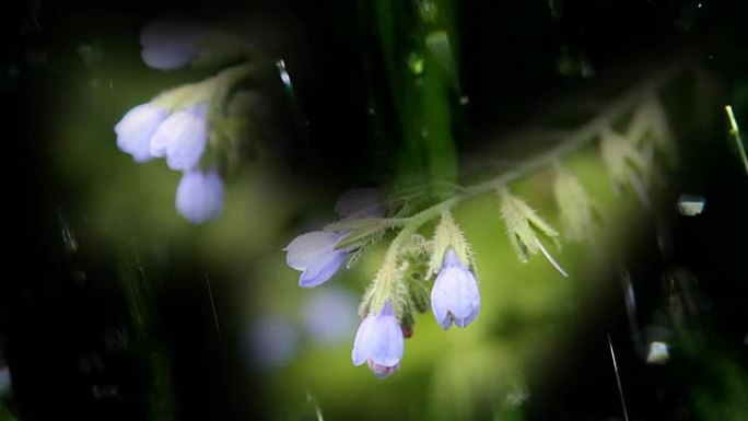 雨中花园里的蓝色田野花。