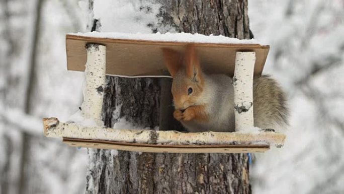 松鼠在冬季森林的喂食器上吃饭