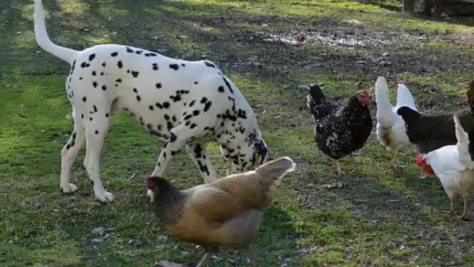 鸡和达尔马提亚狗一起觅食