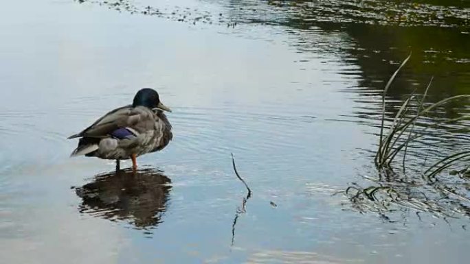雄鸭坐在水中