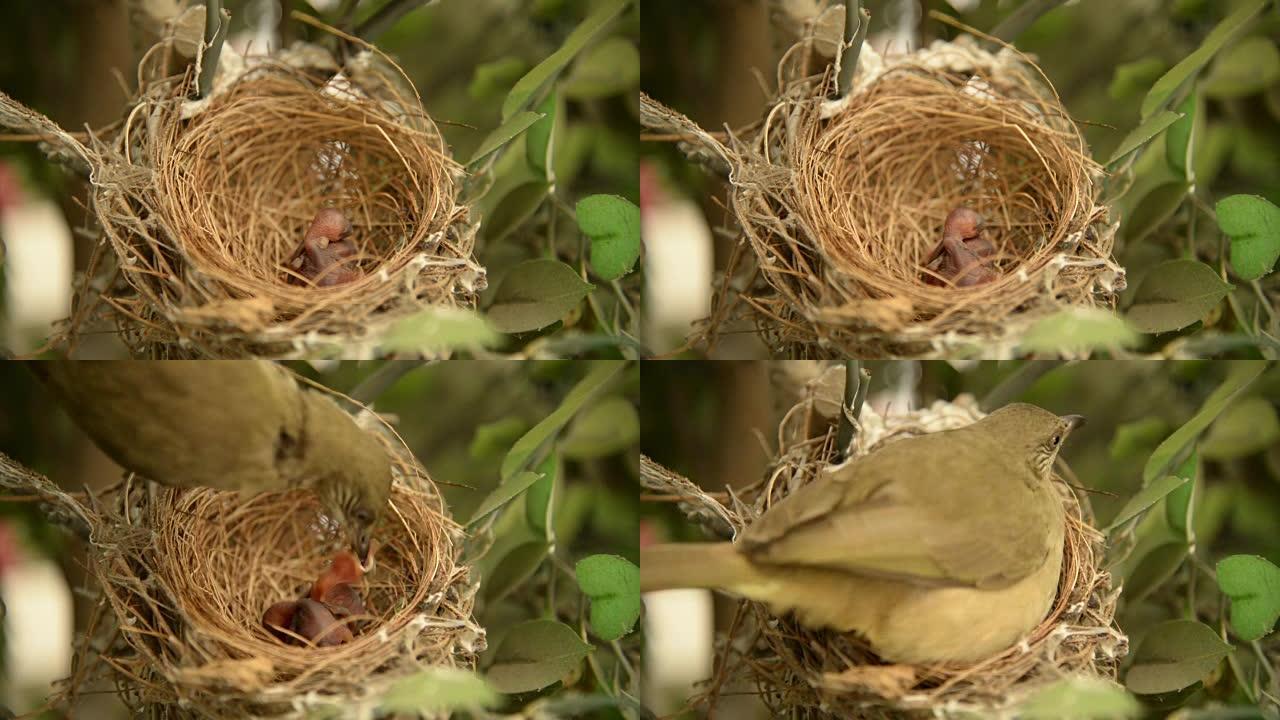 新生的鸟，在巢中雏鸟和羽毛的翅膀生长在泰国看到的新出生的bulbul鸟的故事