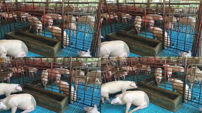 猪场被关在笼子里，UHD 4K 3840x2160。