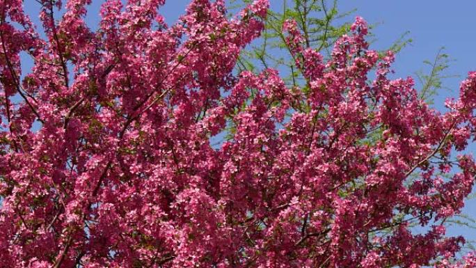 美国著名的春花樱花树纽约布鲁克林4k