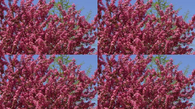美国著名的春花樱花树纽约布鲁克林4k