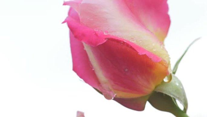 美丽的粉红色玫瑰花蕾，雨滴落下。