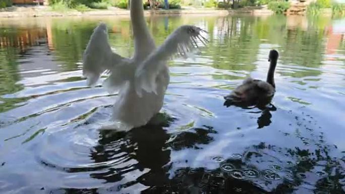 残酷对待野生动物，修剪翅膀的鸟在湖里游泳，白天鹅不能飞，鸟类在河里游泳