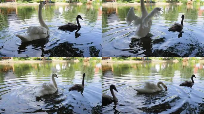 残酷对待野生动物，修剪翅膀的鸟在湖里游泳，白天鹅不能飞，鸟类在河里游泳