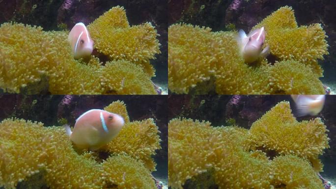 热带礁鱼小丑鱼或海葵鱼。
