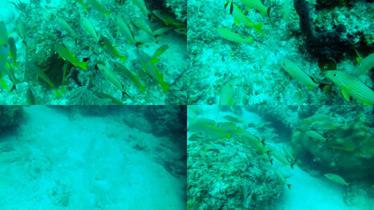 加勒比水肺潜水