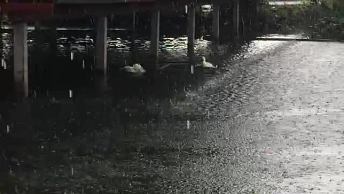 下雨天，小河里有两只鸭子。