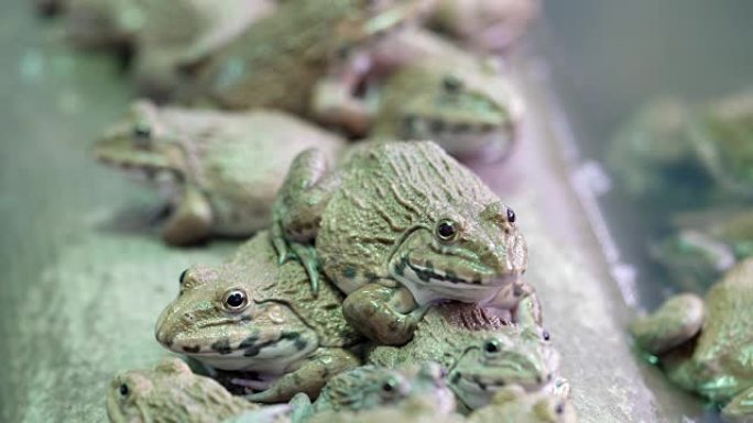 关闭泰国水产养殖场的许多田蛙。