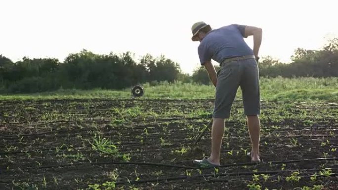 在有机生态农场，农民用锄头在幼小的玉米田里除草