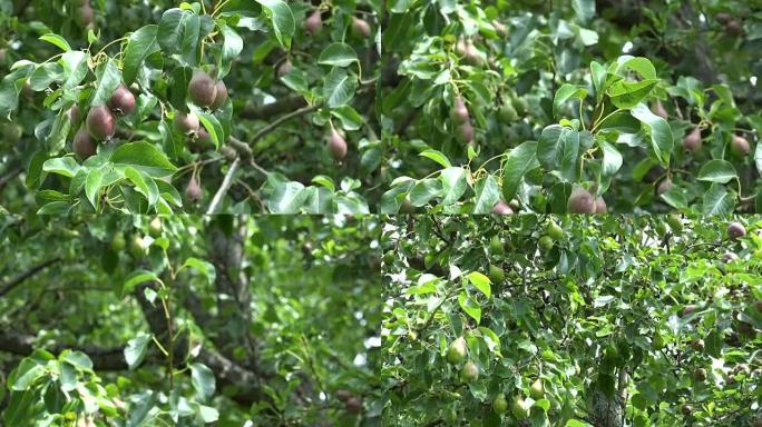 有机农场的梨树上生长着大量的梨果