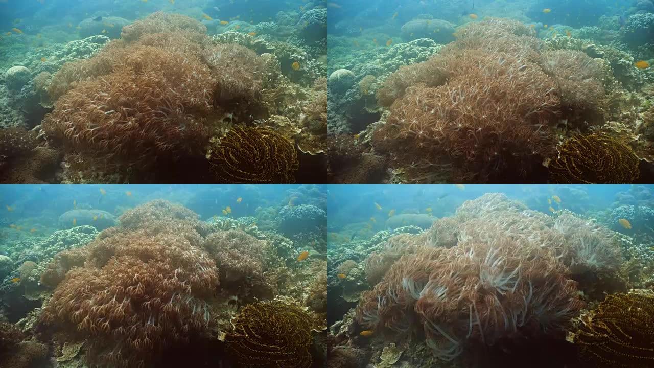 珊瑚礁和热带鱼。菲律宾