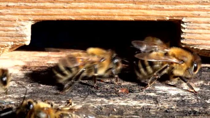 蜂巢入口处的蜜蜂
