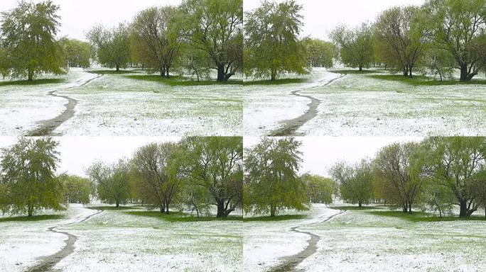 异常天气。春天，绿树上积雪。在绿草如茵的公园里飘落的雪。