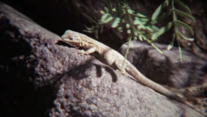 1972: 蜥蜴特写镜头在炎热的夏天岩石晒太阳。