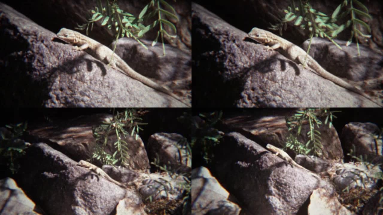 1972: 蜥蜴特写镜头在炎热的夏天岩石晒太阳。