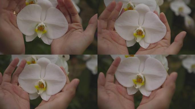 女人轻轻地盖上手里的白色兰花
