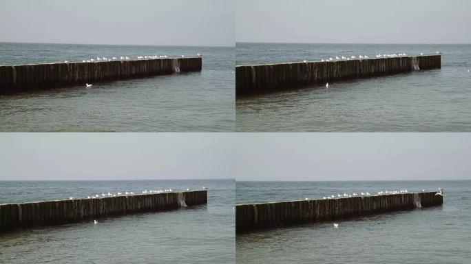 波罗的海腹股沟上的海鸥