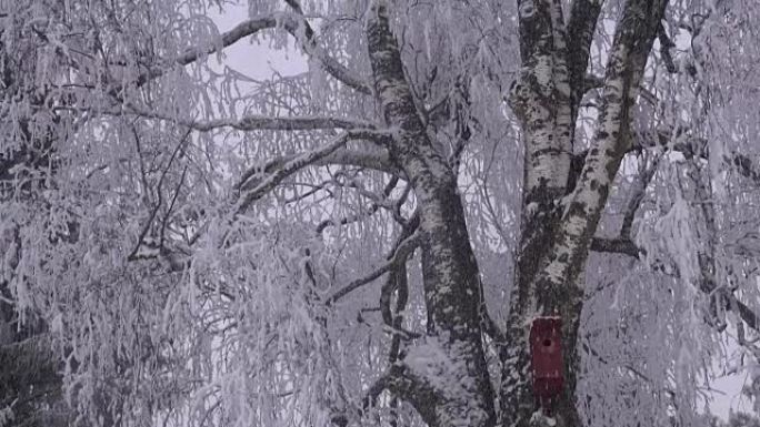 白桦树带鸟筑巢箱的雪堆