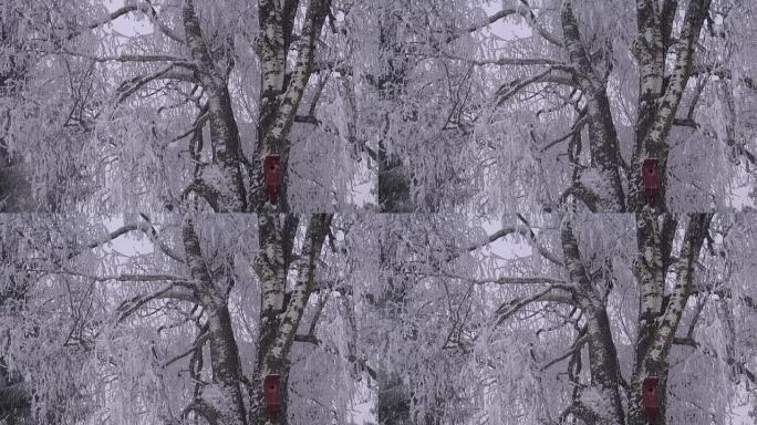 白桦树带鸟筑巢箱的雪堆
