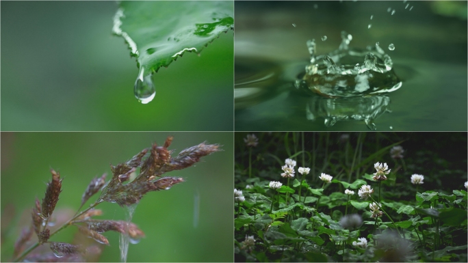 雨天自然植物生态水滴落下安静