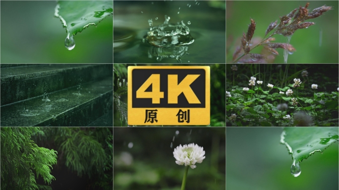 雨天自然植物生态水滴落下安静
