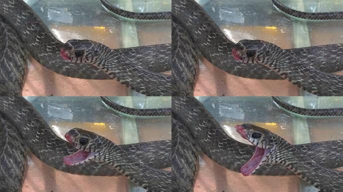 蛇在水箱里张开了嘴巴
