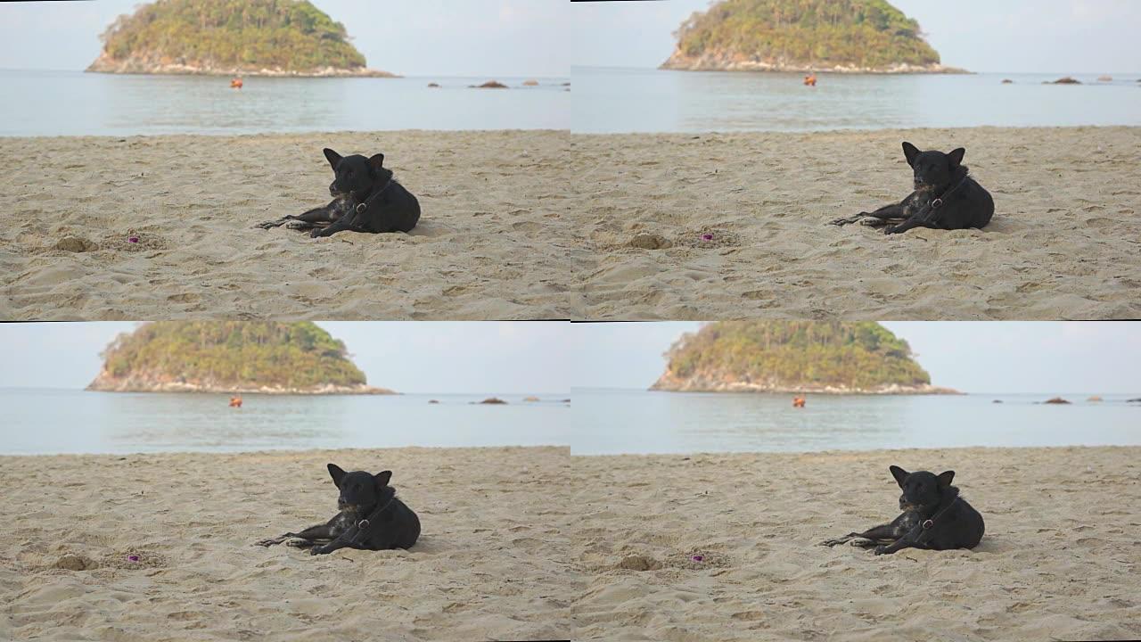 狗在泰国普吉岛的沙滩上休息
