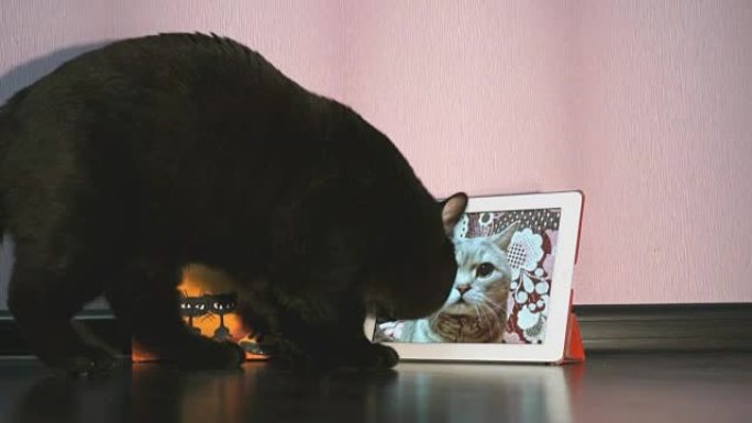 黑猫使用数字平板电脑与猫交谈