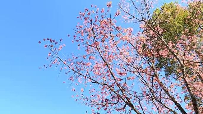 野生喜马拉雅樱花春花