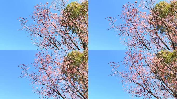 野生喜马拉雅樱花春花