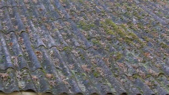 房屋的苔藓屋顶