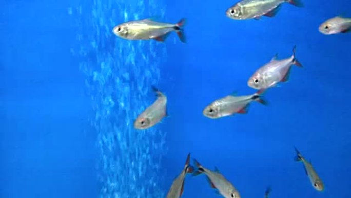 墨西哥利乐鱼在水族馆游泳
