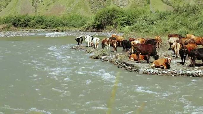 野生河岸上的奶牛