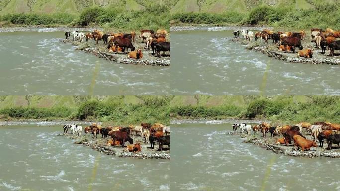 野生河岸上的奶牛