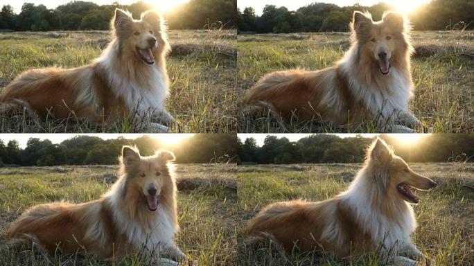 牧羊犬在阳光下躺在绿色的田野上