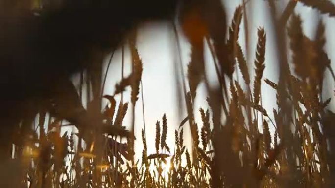 雄性手在田间生长的小麦上移动。成熟的谷物田地和人的手在夏季田地接触小麦。男子穿过麦田，在日落时触摸麦