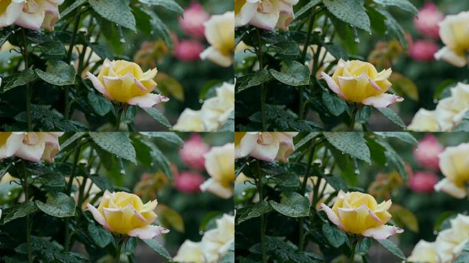 单黄玫瑰在雨中荡秋千特写