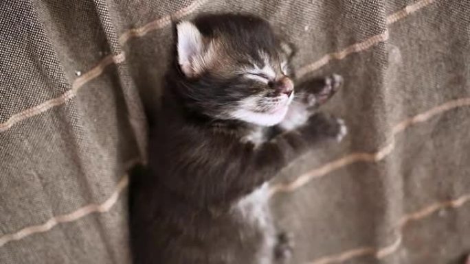 新生小猫缅因州浣熊睡觉，睡梦中发抖