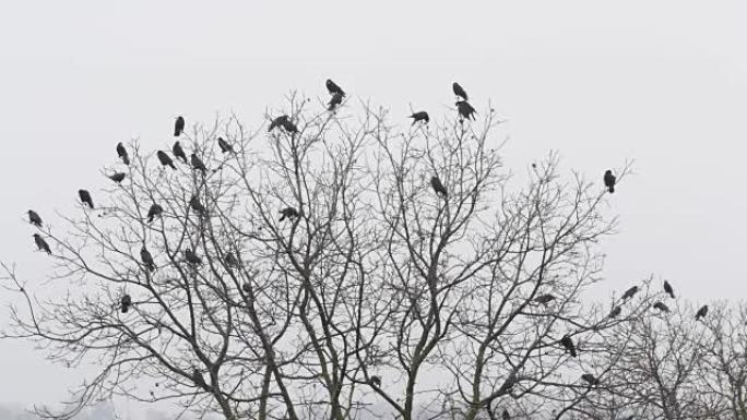 树枝上的黑乌鸦