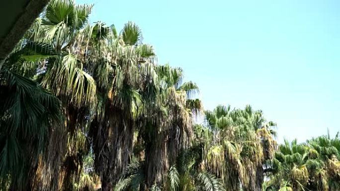 热带棕榈树和风的视频