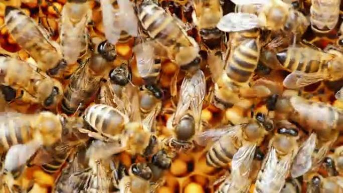 蜂王产卵。许多蜜蜂围绕着它: 支撑和饲料