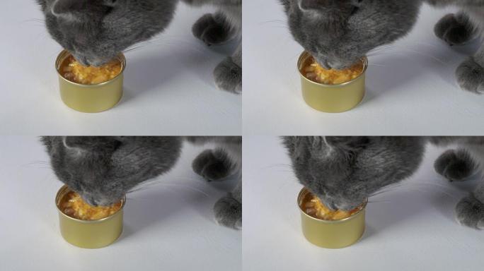 灰色家猫吃罐装湿罐头食品的慢动作