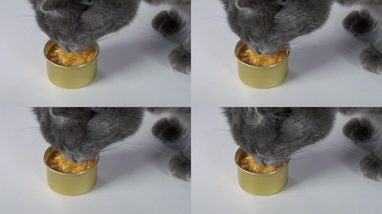 灰色家猫吃罐装湿罐头食品的慢动作
