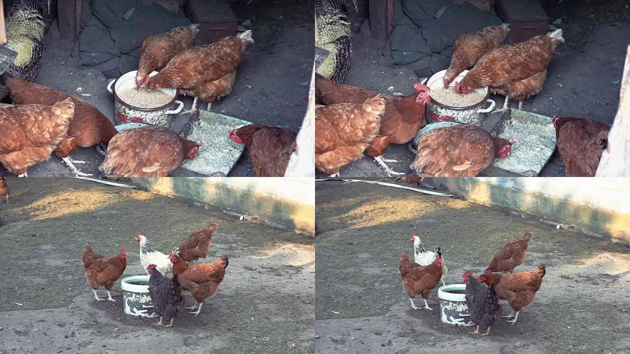 农场上的两个自由放养鸡的视频-慢动作