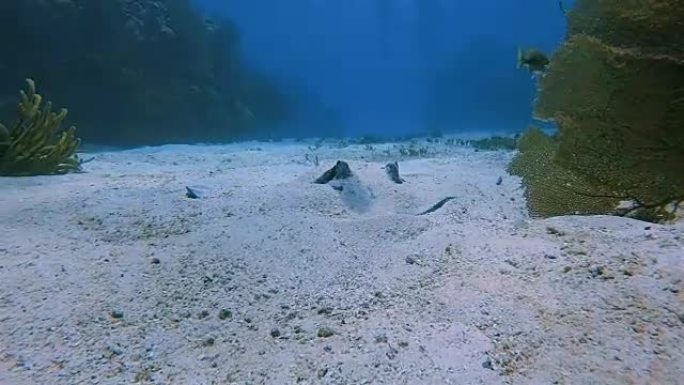在沙滩上伪装的黄貂鱼在加勒比海-伯利兹堡礁/龙涎香礁