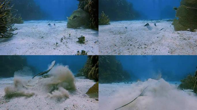 在沙滩上伪装的黄貂鱼在加勒比海-伯利兹堡礁/龙涎香礁