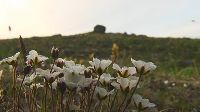 苔原上的小白花